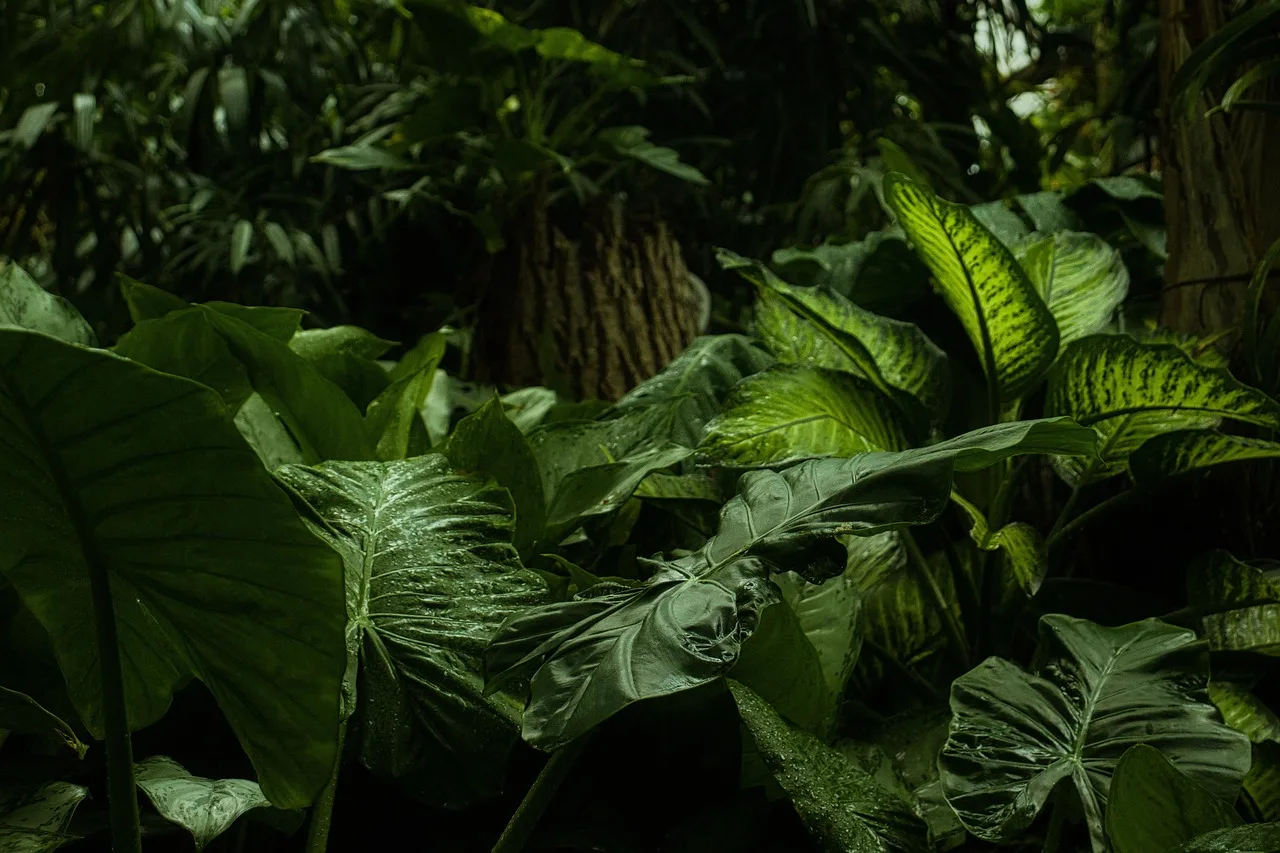The Neuroscience of Ayahuasca and DMT
