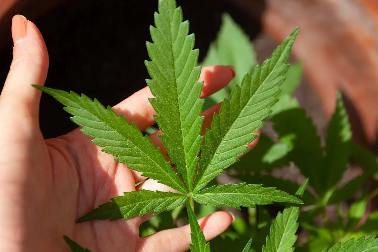 The Neuroscience of Cannabis
