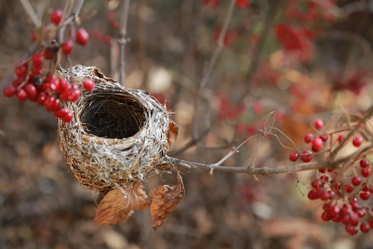 The Neuroscience of Empty Nest