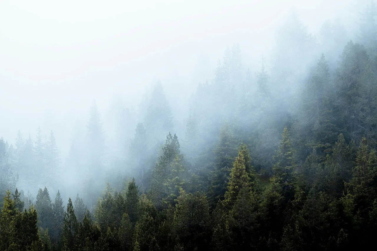 The Neuroscience of Forest Bathing