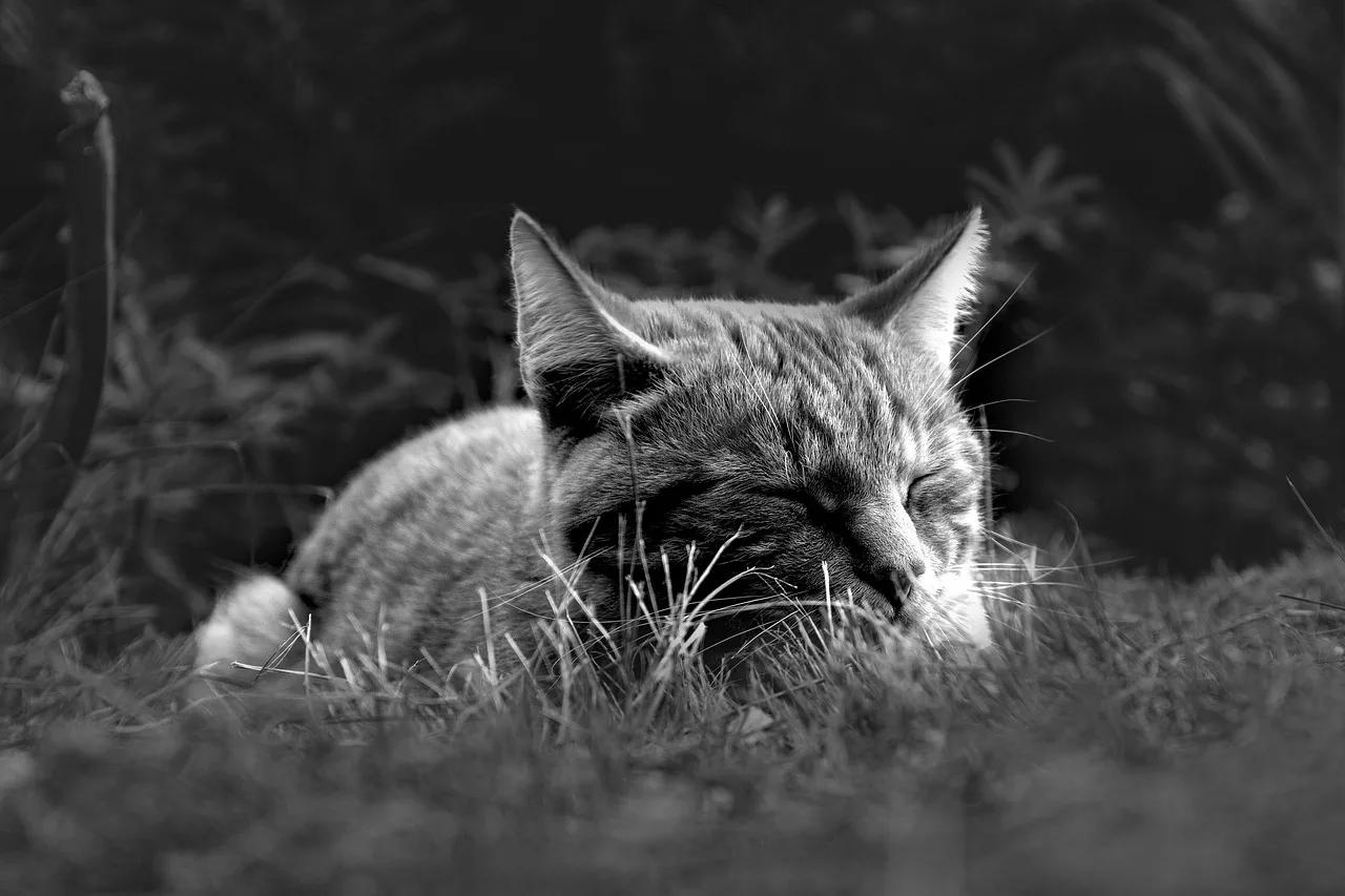 The Neuroscience of Napping