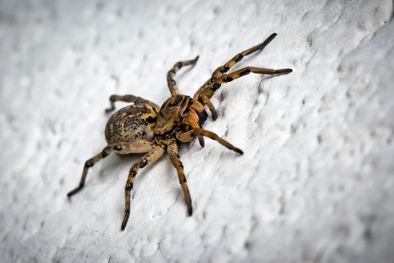 The Neuroscience of Phobias