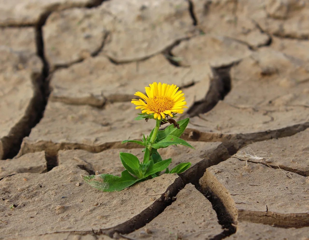 The Neuroscience of Post-Traumatic Growth