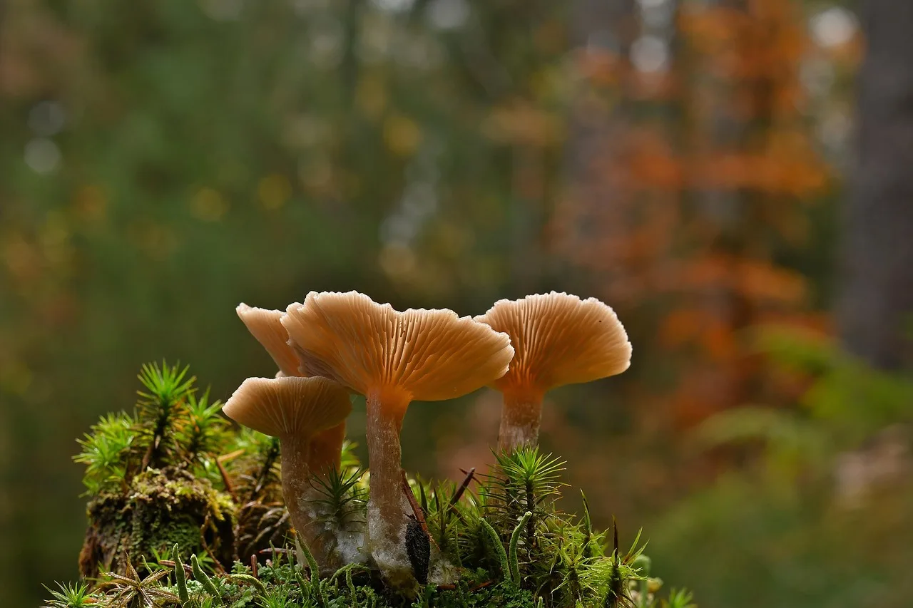 The Neuroscience of Psilocybin