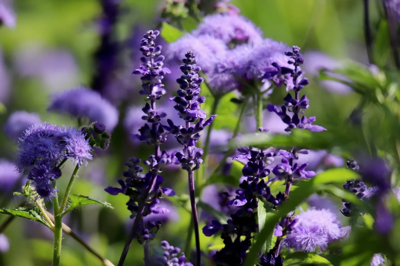 The Neuroscience of Salvia Divinorum
