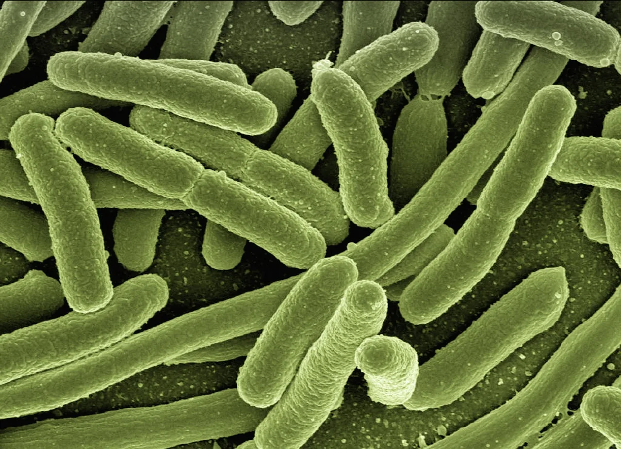The Neuroscience of The Gut-Brain Axis