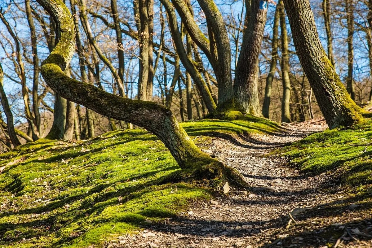 The Neuroscience of Walking